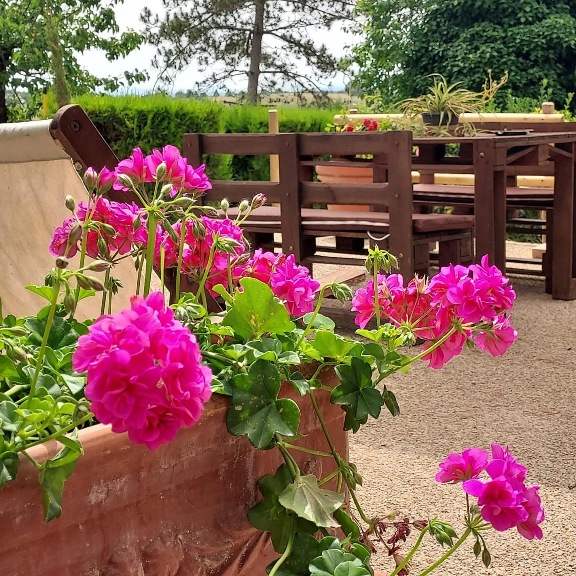 Agriturismo Il Colle Siena Buitenkant foto